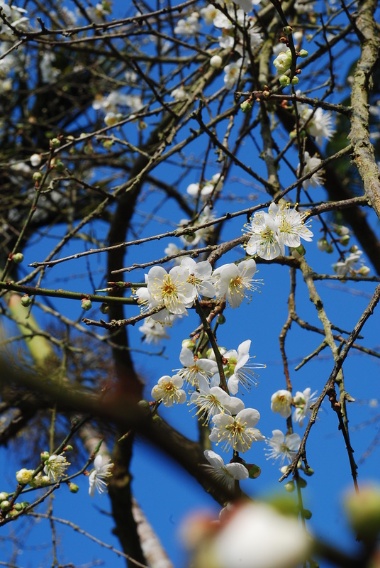◈南投◈ⓜ烏松崙賞梅花ⓜ