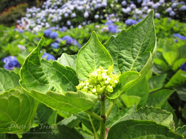 台北繡球花 | 陽明山－ 高家繡球花田 ．花季拍照景點