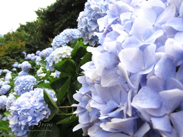 台北繡球花 | 陽明山－ 高家繡球花田 ．花季拍照景點