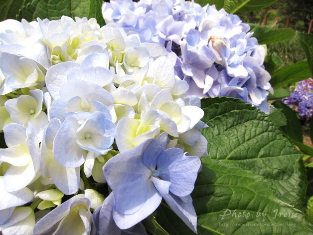 台北繡球花 | 陽明山－ 高家繡球花田 ．花季拍照景點
