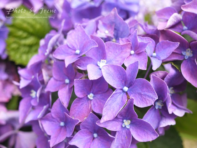 台北繡球花 | 陽明山－ 高家繡球花田 ．花季拍照景點