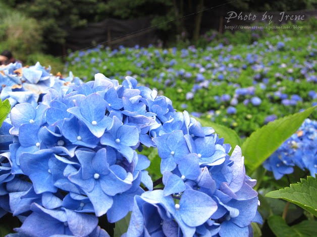 台北繡球花 | 陽明山－ 高家繡球花田 ．花季拍照景點