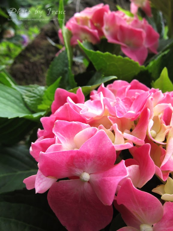 台北繡球花 | 陽明山－ 高家繡球花田 ．花季拍照景點