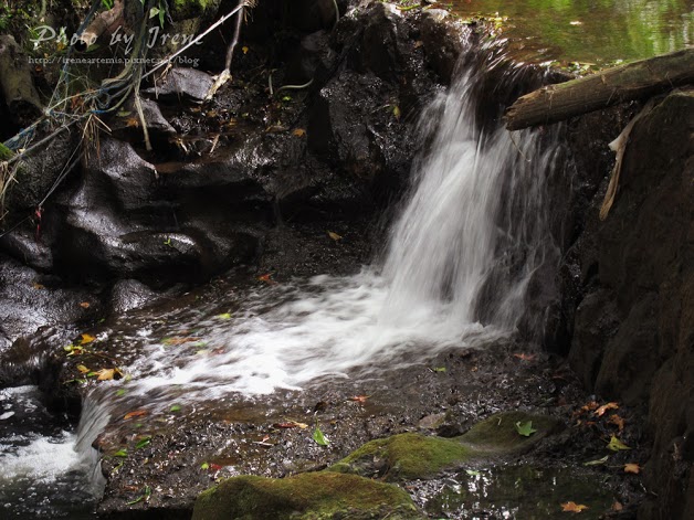 台北繡球花 | 陽明山－ 高家繡球花田 ．花季拍照景點