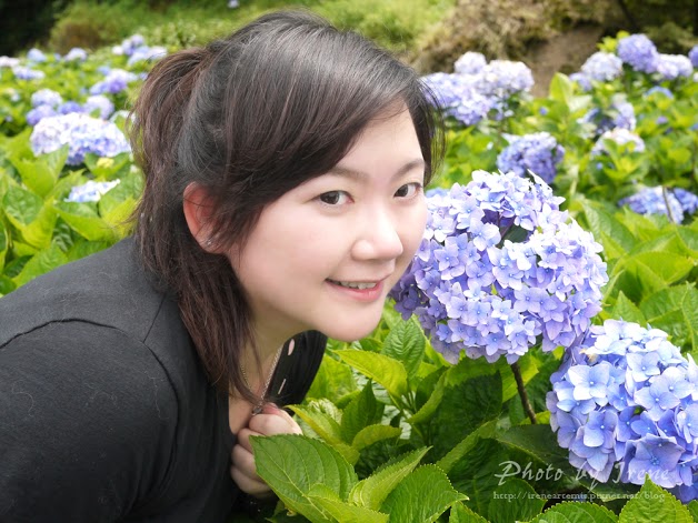 台北繡球花 | 陽明山－ 高家繡球花田 ．花季拍照景點