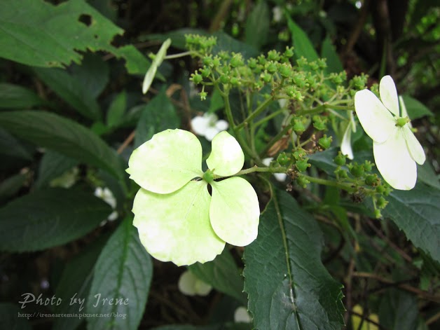 台北繡球花 | 陽明山－ 高家繡球花田 ．花季拍照景點