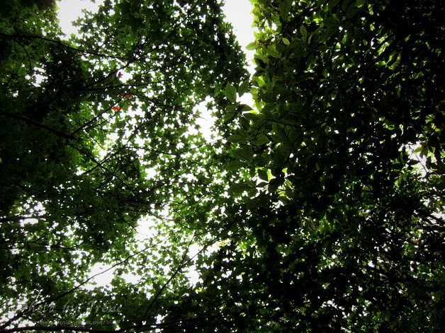 台北繡球花 | 陽明山－ 高家繡球花田 ．花季拍照景點