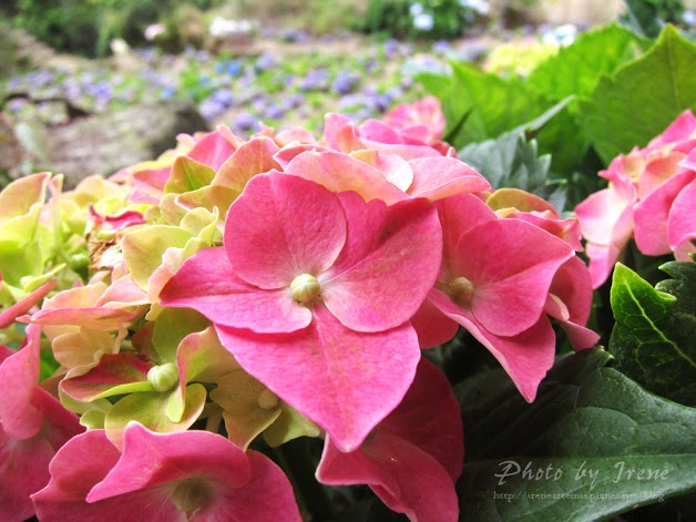 台北繡球花 | 陽明山－ 高家繡球花田 ．花季拍照景點