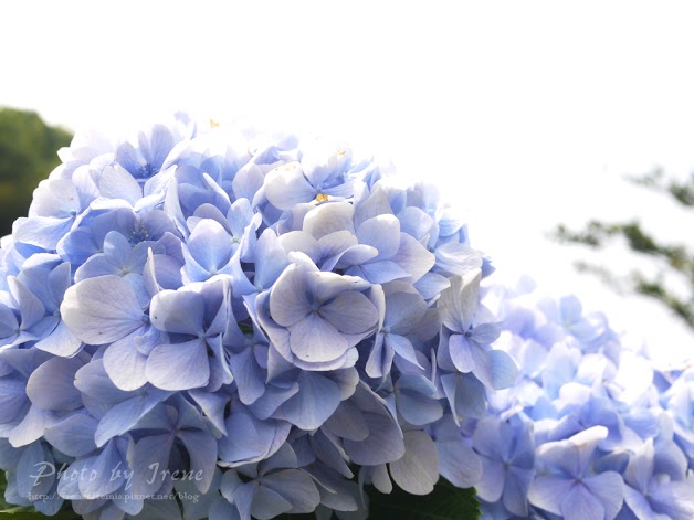 台北繡球花 | 陽明山－ 高家繡球花田 ．花季拍照景點