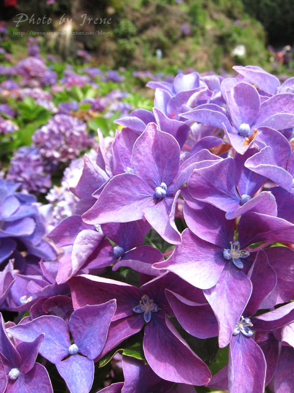 台北繡球花 | 陽明山－ 高家繡球花田 ．花季拍照景點