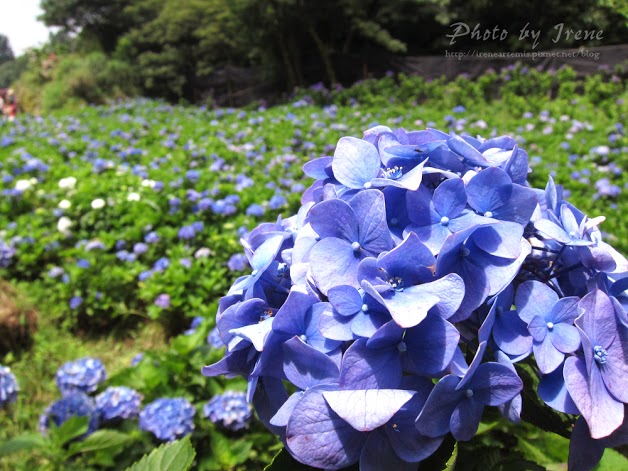 台北繡球花 | 陽明山－ 高家繡球花田 ．花季拍照景點