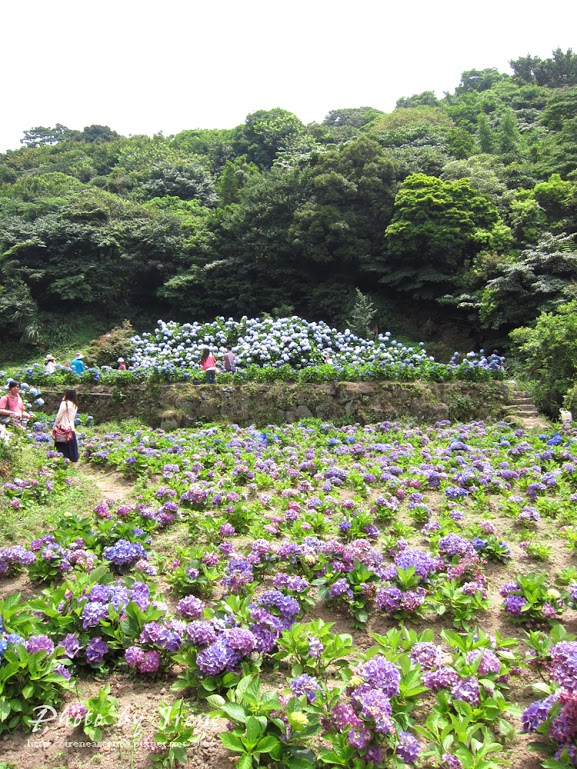 台北繡球花 | 陽明山－ 高家繡球花田 ．花季拍照景點