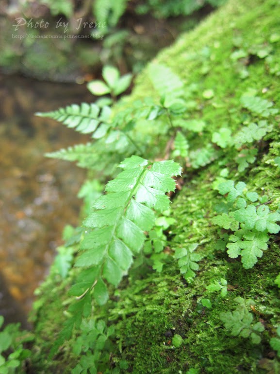 台北繡球花 | 陽明山－ 高家繡球花田 ．花季拍照景點