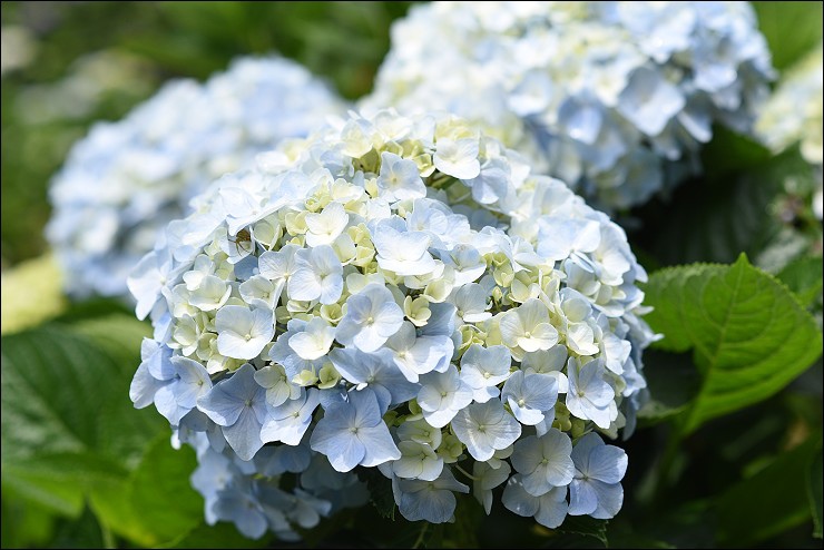 搭捷運轉公車就會到的陽明山竹子湖三大繡球花海懶人包~竹子湖水車寮步道+頂湖大賞園+水尾大梯田繡球花田(2016年5月最新版花況)！