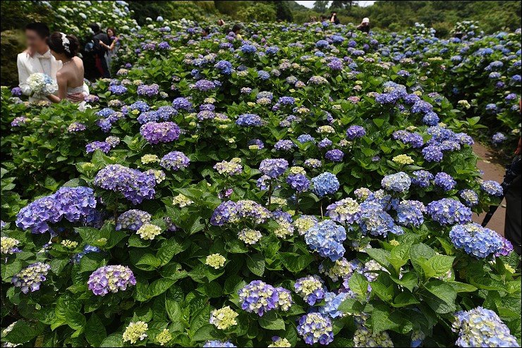 搭捷運轉公車就會到的陽明山竹子湖三大繡球花海懶人包~竹子湖水車寮步道+頂湖大賞園+水尾大梯田繡球花田(2016年5月最新版花況)！