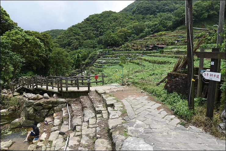 搭捷運轉公車就會到的陽明山竹子湖三大繡球花海懶人包~竹子湖水車寮步道+頂湖大賞園+水尾大梯田繡球花田(2016年5月最新版花況)！