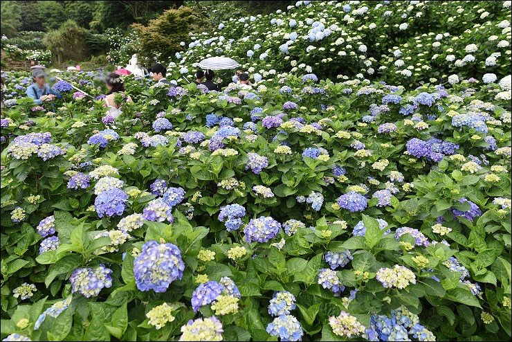 搭捷運轉公車就會到的陽明山竹子湖三大繡球花海懶人包~竹子湖水車寮步道+頂湖大賞園+水尾大梯田繡球花田(2016年5月最新版花況)！