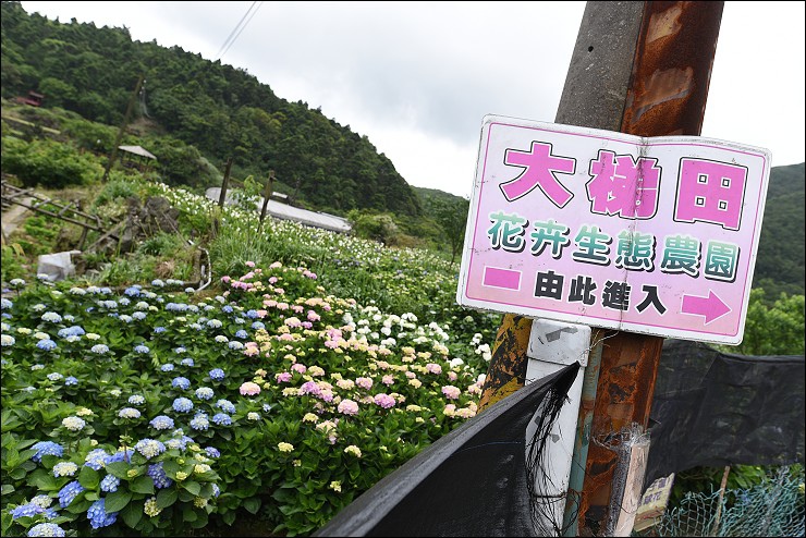 搭捷運轉公車就會到的陽明山竹子湖三大繡球花海懶人包~竹子湖水車寮步道+頂湖大賞園+水尾大梯田繡球花田(2016年5月最新版花況)！