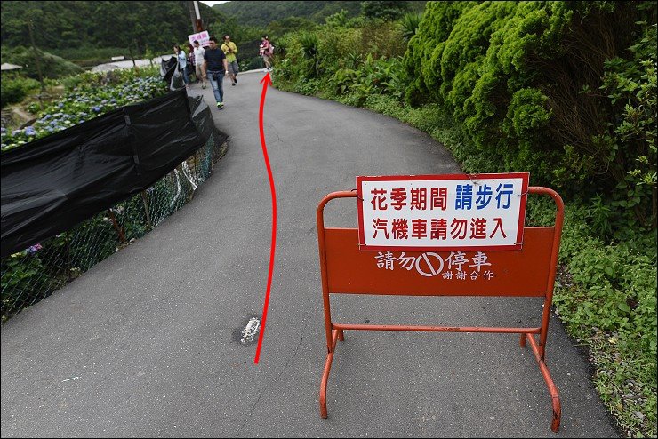 搭捷運轉公車就會到的陽明山竹子湖三大繡球花海懶人包~竹子湖水車寮步道+頂湖大賞園+水尾大梯田繡球花田(2016年5月最新版花況)！