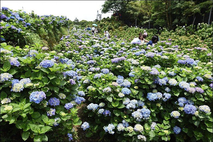 搭捷運轉公車就會到的陽明山竹子湖三大繡球花海懶人包~竹子湖水車寮步道+頂湖大賞園+水尾大梯田繡球花田(2016年5月最新版花況)！