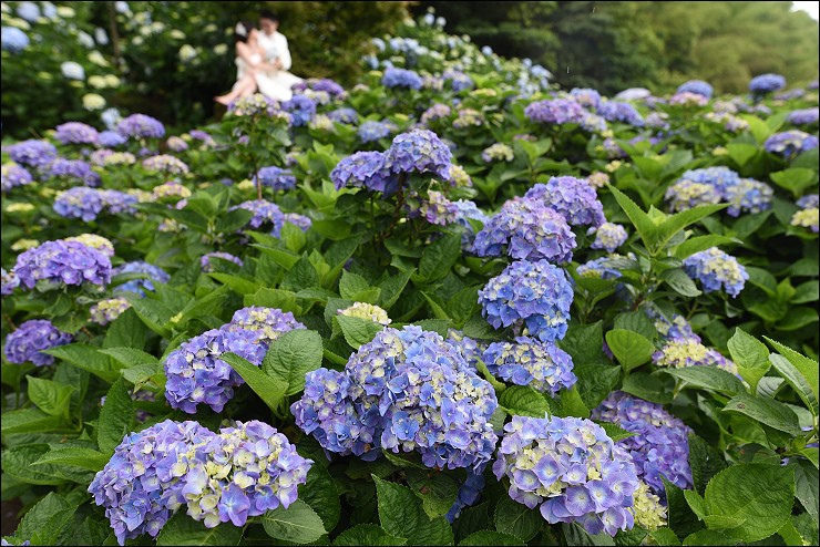 搭捷運轉公車就會到的陽明山竹子湖三大繡球花海懶人包~竹子湖水車寮步道+頂湖大賞園+水尾大梯田繡球花田(2016年5月最新版花況)！