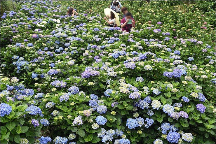 搭捷運轉公車就會到的陽明山竹子湖三大繡球花海懶人包~竹子湖水車寮步道+頂湖大賞園+水尾大梯田繡球花田(2016年5月最新版花況)！