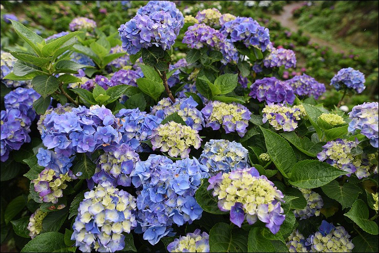 搭捷運轉公車就會到的陽明山竹子湖三大繡球花海懶人包~竹子湖水車寮步道+頂湖大賞園+水尾大梯田繡球花田(2016年5月最新版花況)！