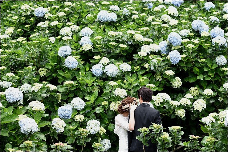 搭捷運轉公車就會到的陽明山竹子湖三大繡球花海懶人包~竹子湖水車寮步道+頂湖大賞園+水尾大梯田繡球花田(2016年5月最新版花況)！