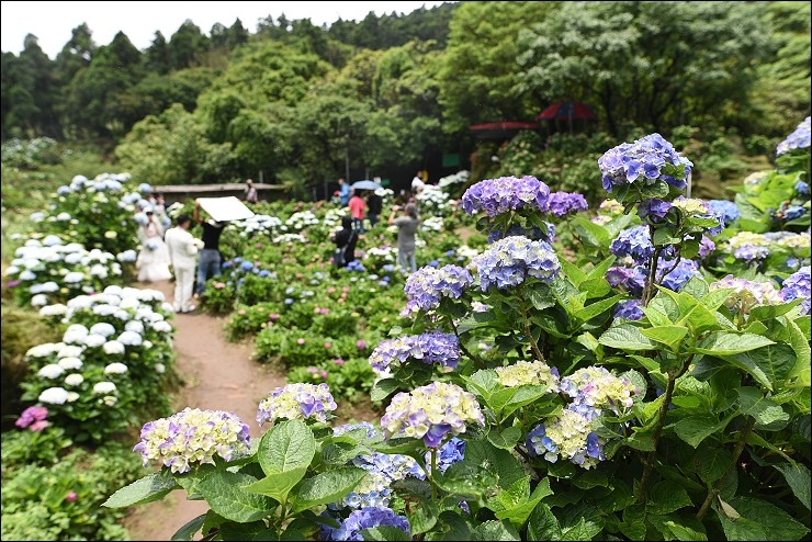 搭捷運轉公車就會到的陽明山竹子湖三大繡球花海懶人包~竹子湖水車寮步道+頂湖大賞園+水尾大梯田繡球花田(2016年5月最新版花況)！