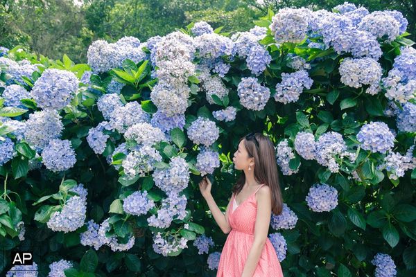 欸比-陽明山高家繡球花+黑森林 (40).jpg