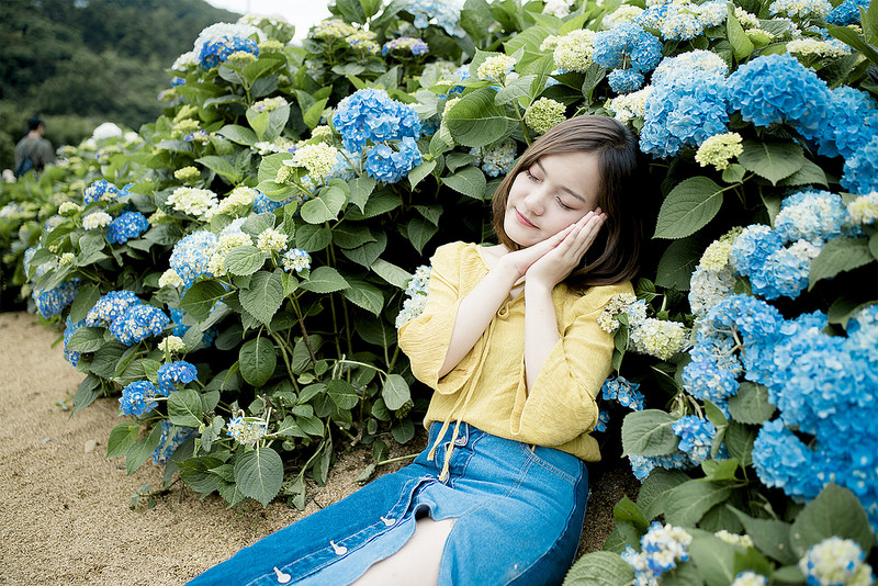 高家繡球花田 花況