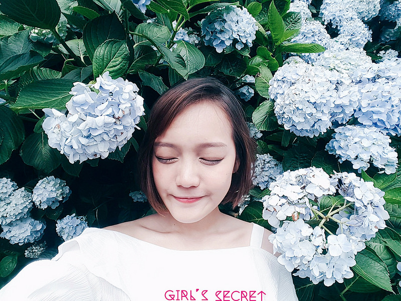 陽明山 繡球花   開花