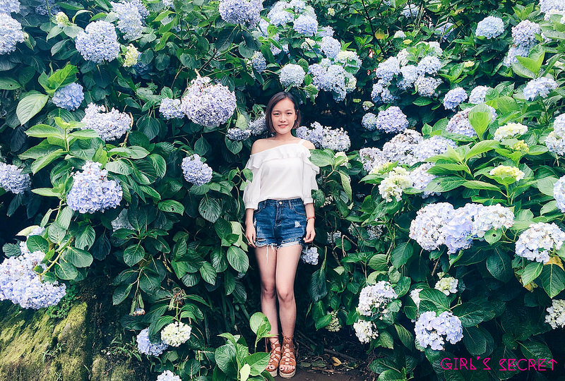 陽明山 繡球花   開花