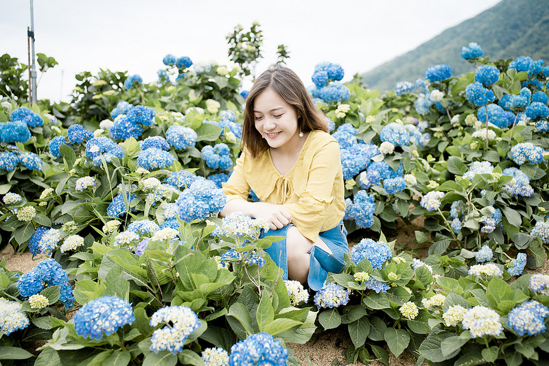 竹子湖高家繡球花田 交通