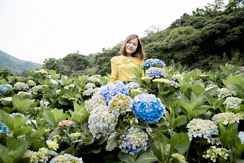 竹子湖高家繡球花田