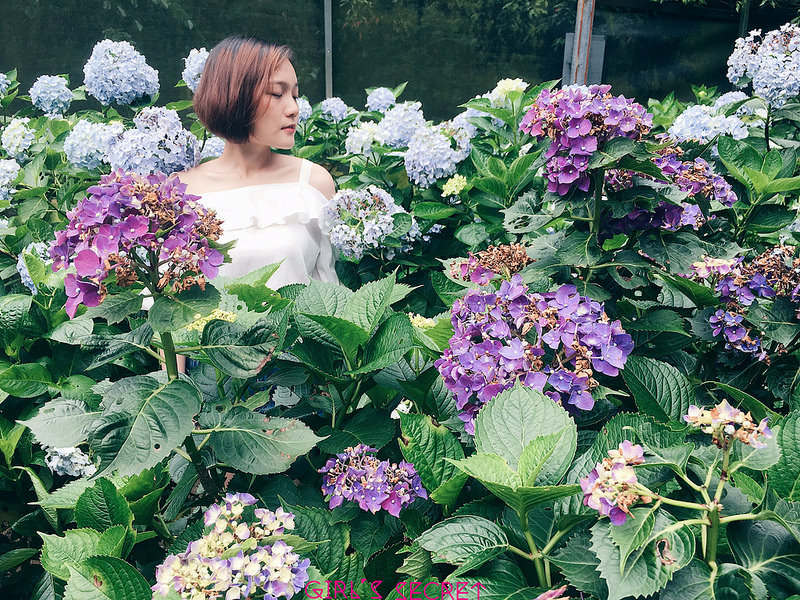 陽明山繡球花  花海