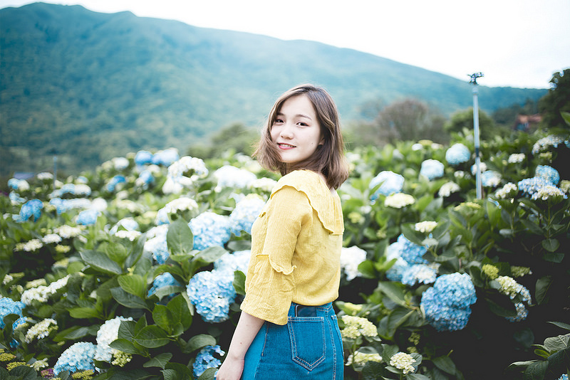 台北一日遊｜陽明山繡球花 