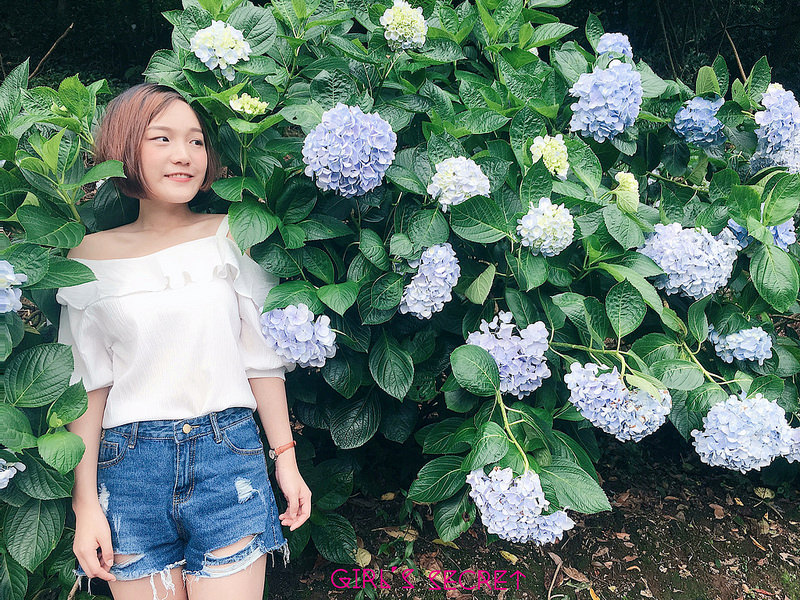 陽明山 繡球花   開花