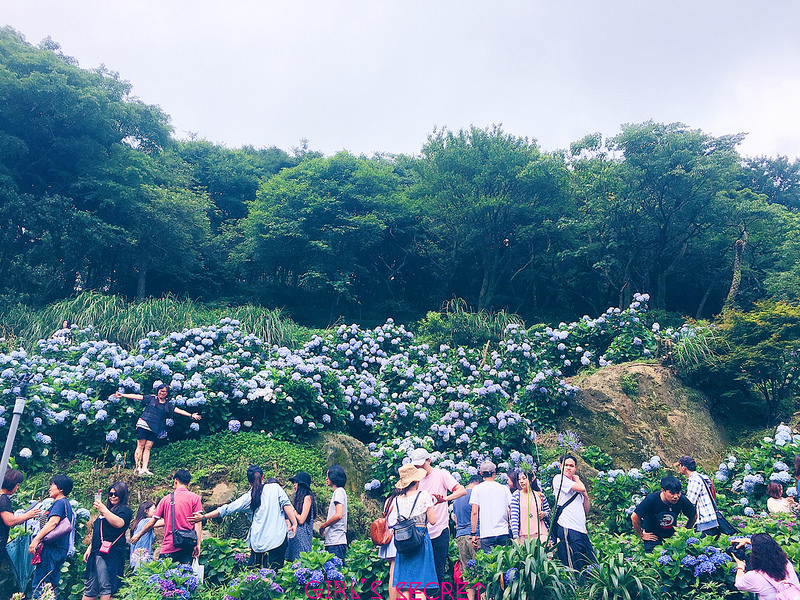 陽明山繡球花  花海