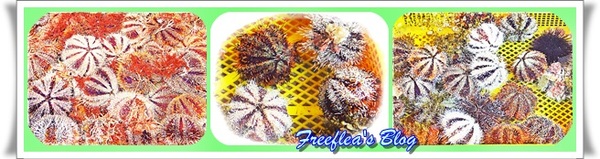 三明美食：✜ 意想不到滴新北市萬里龜吼漁港驚喜初體驗 -「三明美食」>O<…