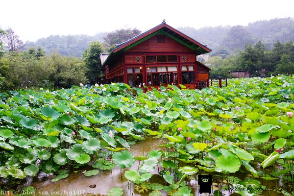 【南投。魚池】霧鎖金龍山。金龍山琉璃光之夜