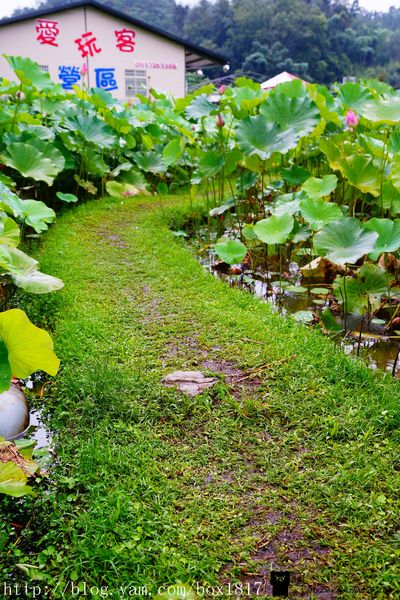 【南投。魚池】霧鎖金龍山。金龍山琉璃光之夜