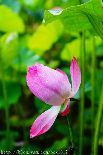 【南投。魚池】霧鎖金龍山。金龍山琉璃光之夜