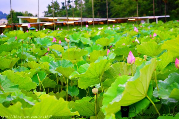 【南投。魚池】霧鎖金龍山。金龍山琉璃光之夜