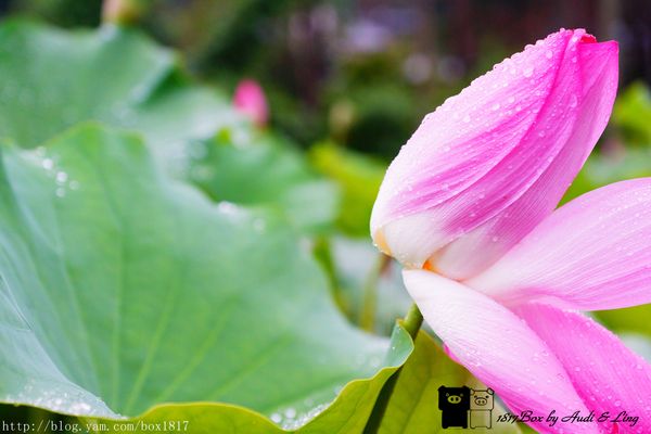【南投。魚池】霧鎖金龍山。金龍山琉璃光之夜