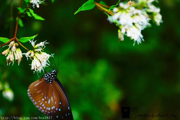 【南投。魚池】霧鎖金龍山。金龍山琉璃光之夜