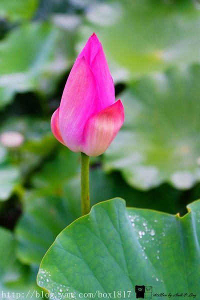 【南投。魚池】霧鎖金龍山。金龍山琉璃光之夜