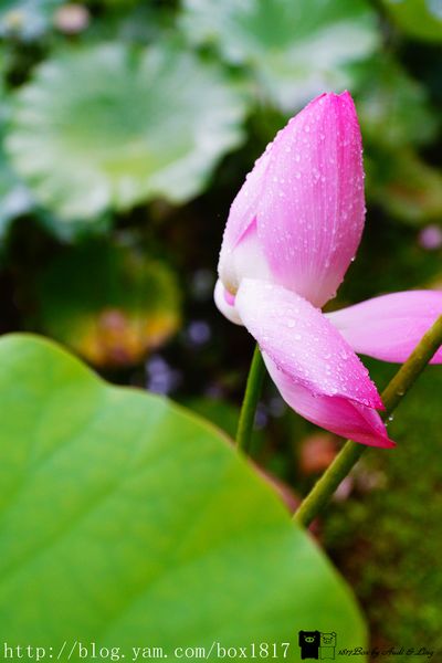 【南投。魚池】霧鎖金龍山。金龍山琉璃光之夜