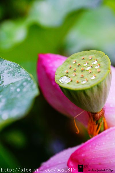 【南投。魚池】霧鎖金龍山。金龍山琉璃光之夜