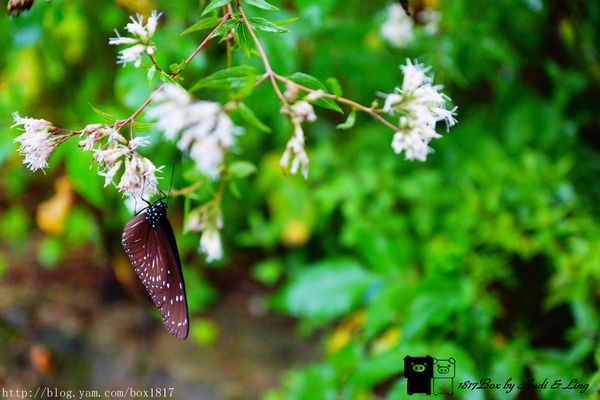 【南投。魚池】霧鎖金龍山。金龍山琉璃光之夜